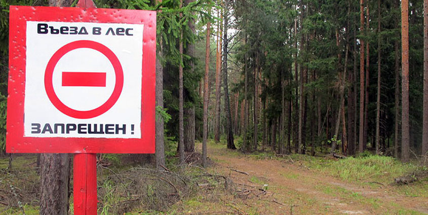 Лесные массивы Петербурга и Ленобласти закрыты для посещений