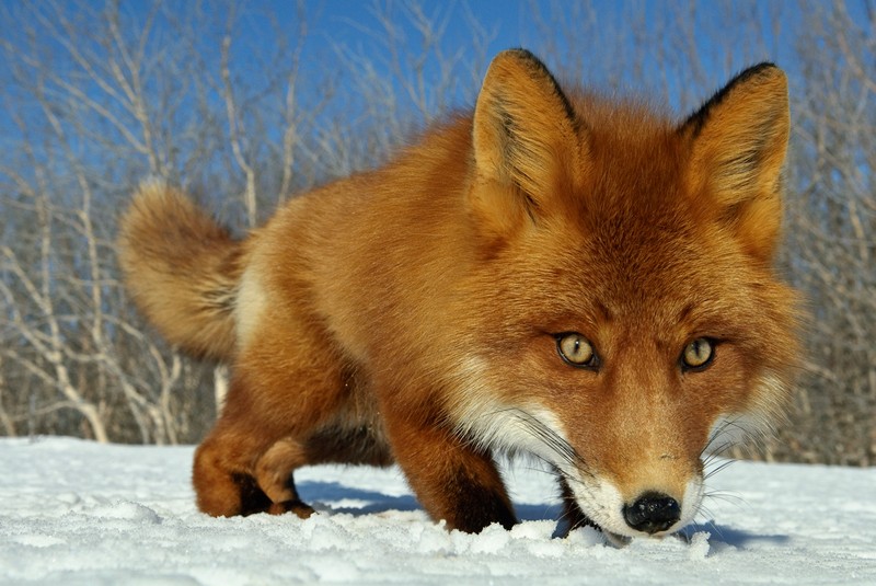 Red Fox 0007