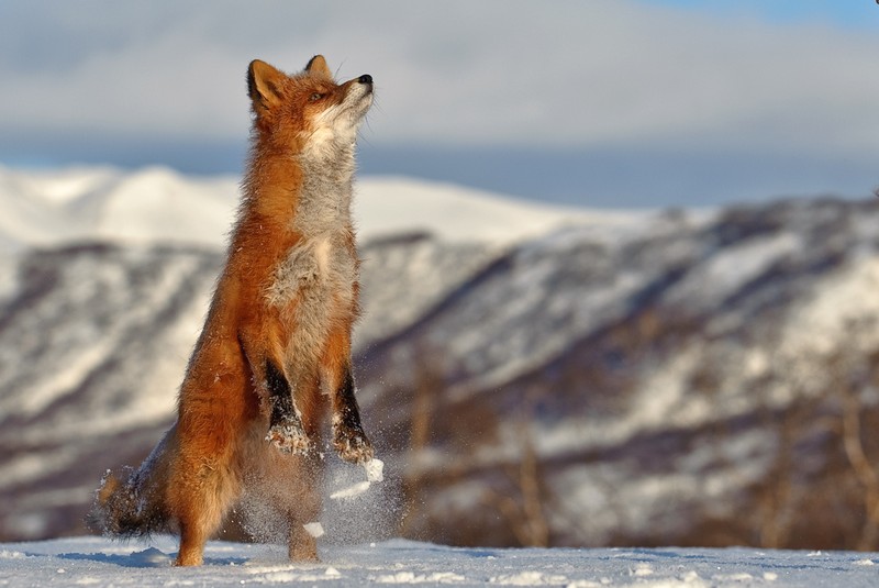 Red Fox 0051
