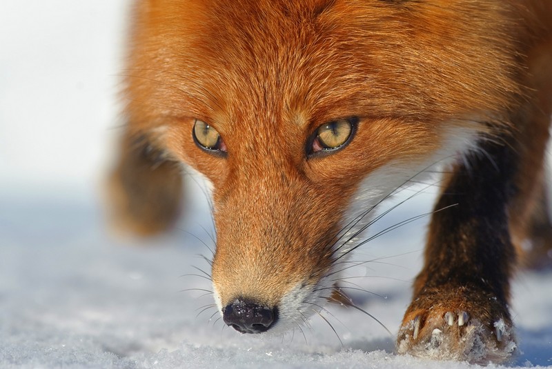 Red Fox 0056