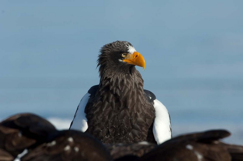 Stellers sea eagle 0636